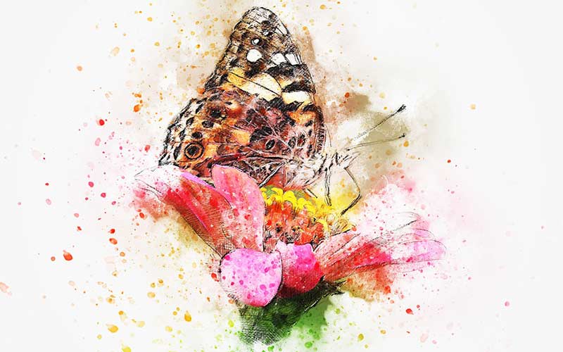 Butterfly
